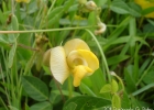<i>Vigna longifolia</i> (Benth.) Verdcourt [Fabaceae]
