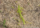 <i>Lycopodiella alopecuroides</i> (L.) Cranfill [Lycopodiaceae]