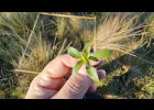 <i>Sauvagesia erecta</i> L. [Ochnaceae]