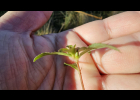 <i>Sauvagesia erecta</i> L. [Ochnaceae]