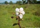 <i>Sauvagesia erecta</i> L. [Ochnaceae]