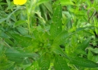 <i>Ludwigia tomentosa</i> (Cambess.) H.Hara [Onagraceae]