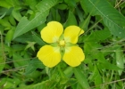 <i>Ludwigia tomentosa</i> (Cambess.) H.Hara [Onagraceae]
