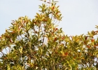 <i>Laplacea fruticosa</i> (Schrad.) Kobuski [Theaceae]
