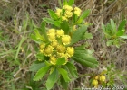<i>Baccharis psiadioides</i> (Less.) Joch.Müll. [Asteraceae]
