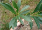 <i>Laplacea fruticosa</i> (Schrad.) Kobuski [Theaceae]