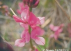 <i>Indigofera asperifolia</i> Bong. ex Benth. [Fabaceae]