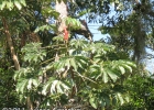 <i>Cecropia glaziovii</i> Snethl. [Urticaceae]