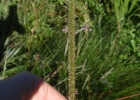 <i>Sacciolepis vilvoides</i> Chase [Poaceae]
