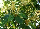 <i>Clethra uleana</i> Sleumer [Clethraceae]