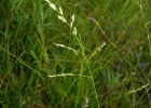 <i>Steinchisma hians</i> (Elliott) Nash. [Poaceae]