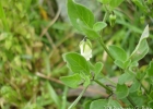 <i>Salpichroa origanifolia</i> (Lam.) Baill. [Solanaceae]