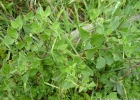 <i>Salpichroa origanifolia</i> (Lam.) Baill. [Solanaceae]