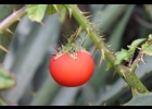 <i>Solanum capsicoides</i> All. [Solanaceae]