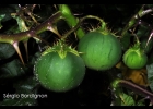 <i>Solanum capsicoides</i> All. [Solanaceae]