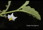 <i>Solanum reineckii</i> Briq. [Solanaceae]