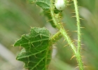 <i>Solanum reineckii</i> Briq. [Solanaceae]