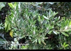 <i>Drimys angustifolia</i> Miers [Winteraceae]