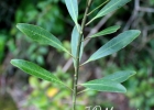 <i>Drimys angustifolia</i> Miers [Winteraceae]