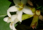 <i>Psychotria laciniata</i> Vell. [Rubiaceae]