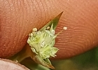 <i>Eryngium horridum</i> Malme [Apiaceae]