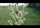 <i>Eryngium horridum</i> Malme [Apiaceae]