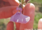 <i>Hybanthus bicolor</i> (Saint-Hilaire) Baill. [Violaceae]