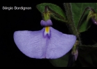 <i>Hybanthus bicolor</i> (Saint-Hilaire) Baill. [Violaceae]
