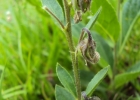 <i>Hybanthus bicolor</i> (Saint-Hilaire) Baill. [Violaceae]