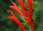 <i>Salvia regnelliana</i> Briq. [Lamiaceae]