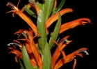 <i>Siphocampylus verticillatus</i> (Cham.) G. Don [Campanulaceae]