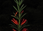 <i>Siphocampylus verticillatus</i> (Cham.) G. Don [Campanulaceae]