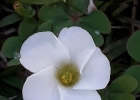 <i>Oxalis sellowiana</i> Zucc. [Oxalidaceae]