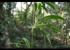<i>Herreria montevidensis</i> Klotzsch ex Griseb. [Liliaceae]