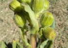 <i>Senecio selloi</i> (Spreng.) DC. [Asteraceae]