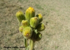 <i>Senecio selloi</i> (Spreng.) DC. [Asteraceae]