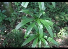 <i>Herreria montevidensis</i> Klotzsch ex Griseb. [Liliaceae]