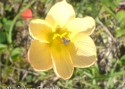 <i>Habranthus tubispathus</i> (L´Hér.) Traub [Amaryllidaceae]