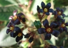 <i>Jatropha isabellei</i> Müll. Arg. [Euphorbiaceae]