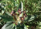 <i>Jatropha isabellei</i> Müll. Arg. [Euphorbiaceae]