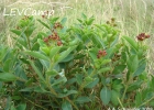 <i>Jatropha isabellei</i> Müll. Arg. [Euphorbiaceae]