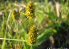 <i>Carex sororia</i> Kunth [Cyperaceae]