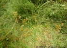 <i>Cyperus haspan</i> L. [Cyperaceae]