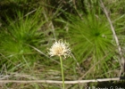 <i>Rhynchospora setigera</i> (Kunth) Boeck. [Cyperaceae]