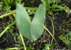 <i>Sagittaria montevidensis</i> Cham. & Schlecht [Alismataceae]