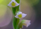 <i>Mesadenella cuspidata</i> (Lindl.) Garay [Orchidaceae]