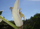 <i>Cecropia pachystachya</i> Trécul [Urticaceae]