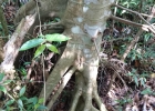 <i>Cecropia pachystachya</i> Trécul [Urticaceae]