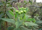 <i>Radlkoferotoma cistifolium</i> (Less.) Kuntze [Asteraceae]