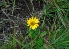 <i>Acmella bellidioides</i> (Smith in Rees) R.K. Jansen [Asteraceae]